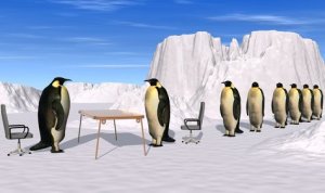 Proceso de selección