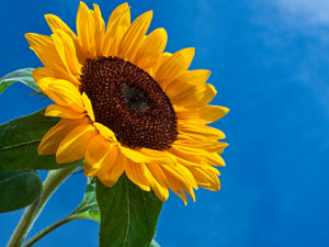 sunflower_shutterstock_300